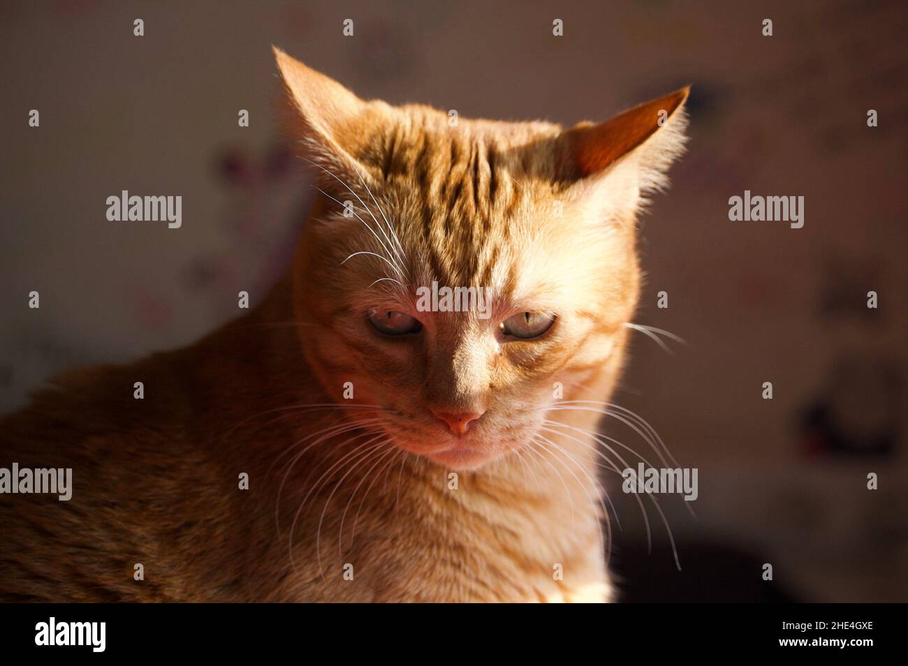 Nahaufnahme einer orangefarbenen Hauskatze, die im Haus sitzt und sich sonnt Stockfoto