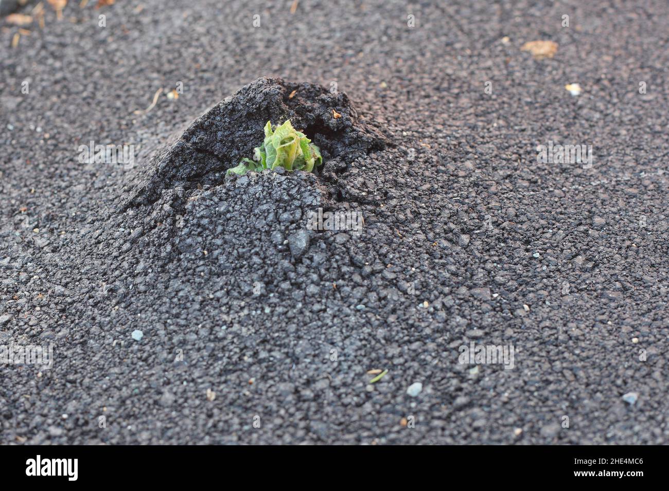 Sprossen wachsen durch den Asphalt Stockfoto