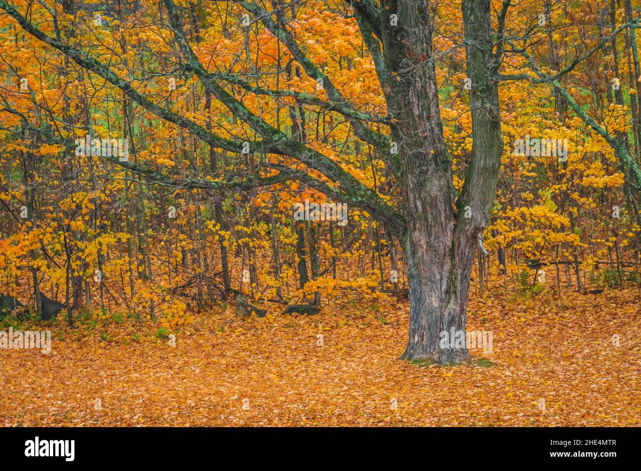 an einem nassen Regentag bedecken im Herbst goldgelb gefallene Blätter den Boden Stockfoto
