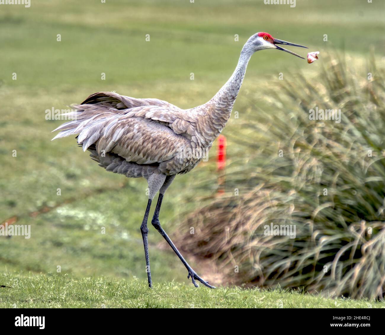 Sandhill Crane Spielt Mit Blatt Stockfoto