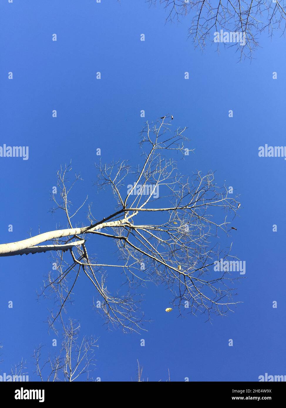 Aufnahme eines blattlosen Baumes in einem niedrigen Winkel an einem sonnigen Tag gegen den blauen Himmel Stockfoto