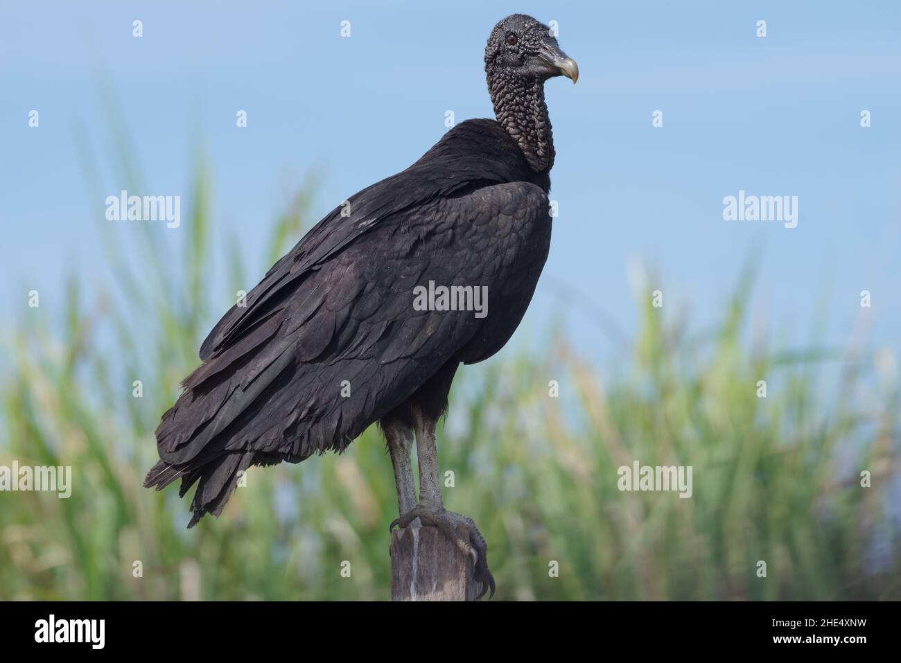 Schwarzer Geier, Coragyps atratus brasiliensis, in Chiriqui Panama dargestellt. Stockfoto
