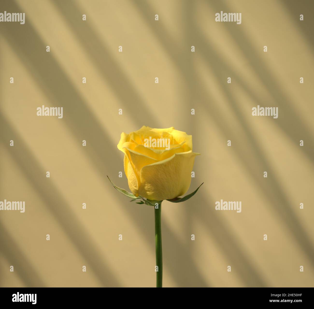 Natürliche gelbe Rosenblüte botanisch gegen Sonnenlicht fallen Schatten Fenster und neutral pastellgrau, beige abstrakten Hintergrund. Organische Fotografie. Stockfoto