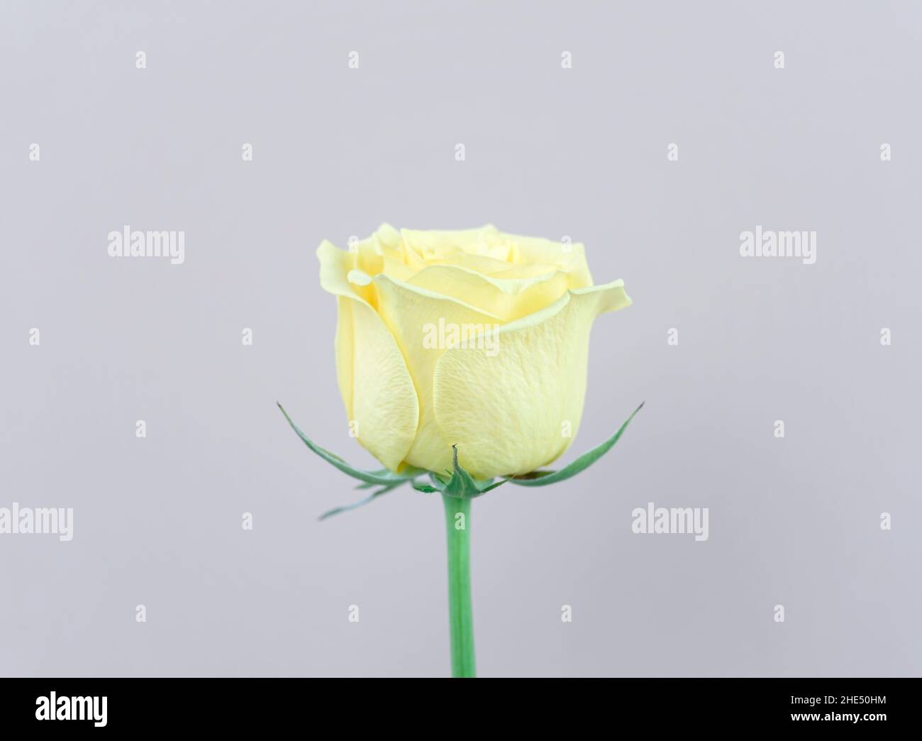 Natürliche gelbe olivgrüne Rosenblüte auf silbernem pastellfarbenem abstraktem Hintergrund. Organische Fotografie, minimalistischer Stil. Stockfoto