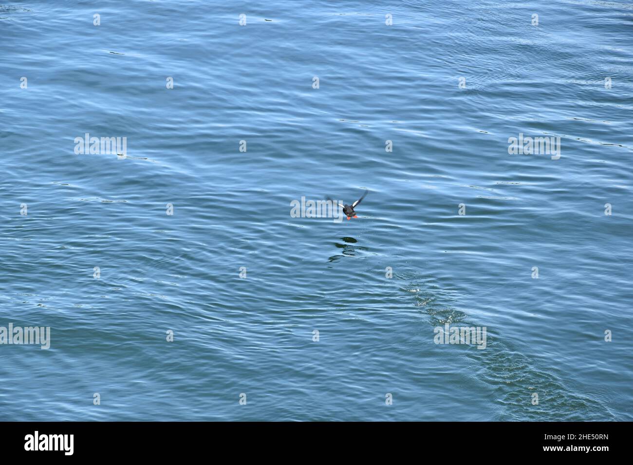 Wunderschöne Bainbridge Island, Washington Stockfoto
