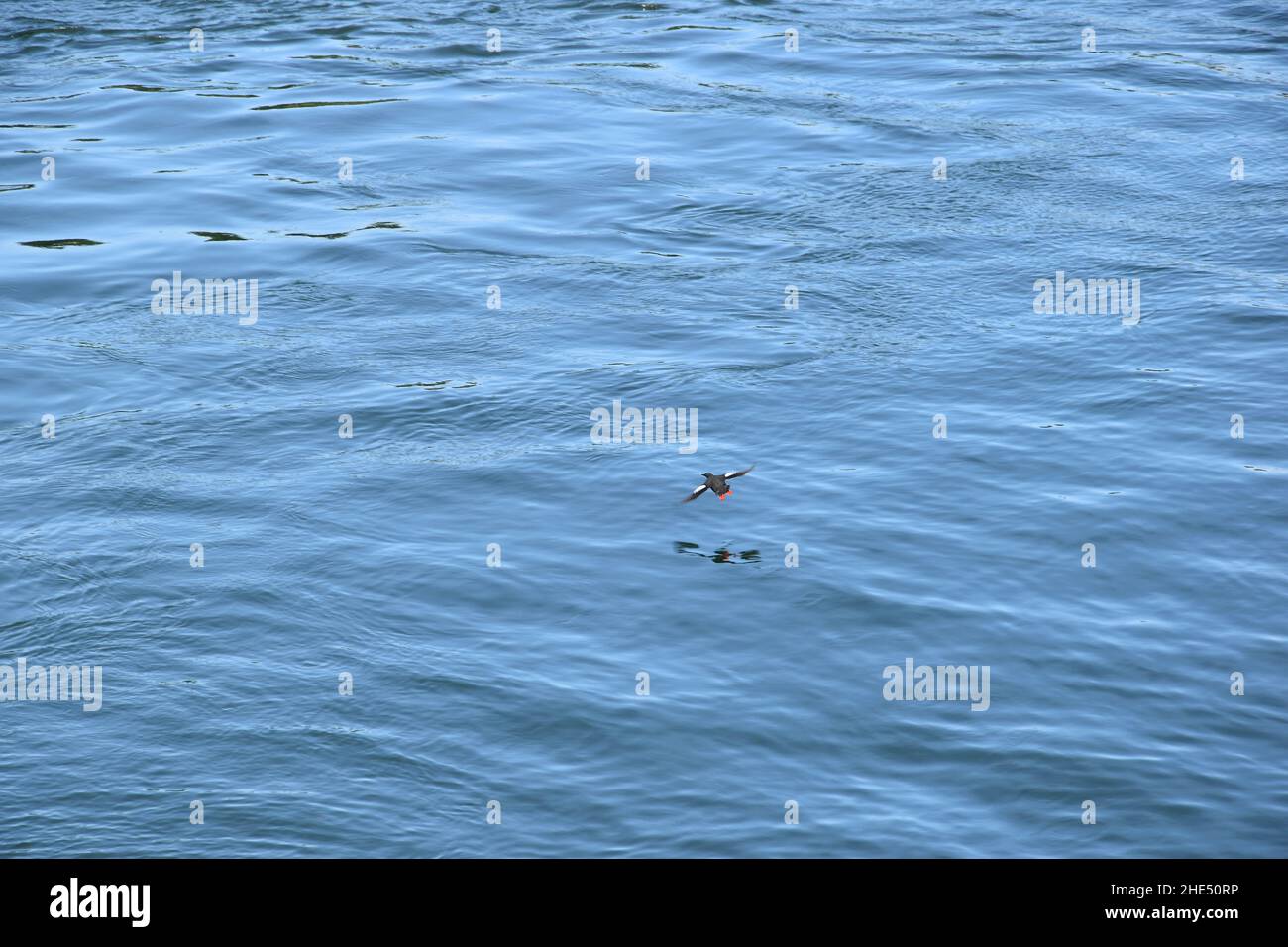 Wunderschöne Bainbridge Island, Washington Stockfoto