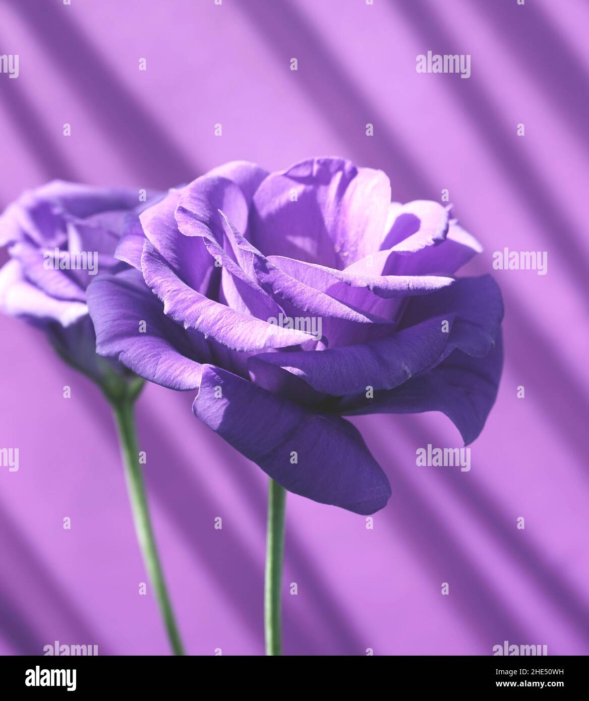 Eustoma, lisianthus oder Präriegenzian violett violett Blumen gegen hellviolett mit Schlagschatten auf Wand abstrakten Textur Hintergrund. Stockfoto