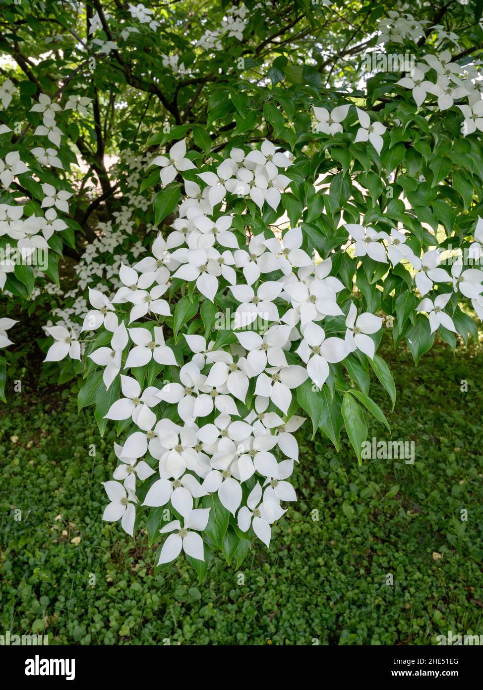 Kousa Dogwood Tree Stockfoto