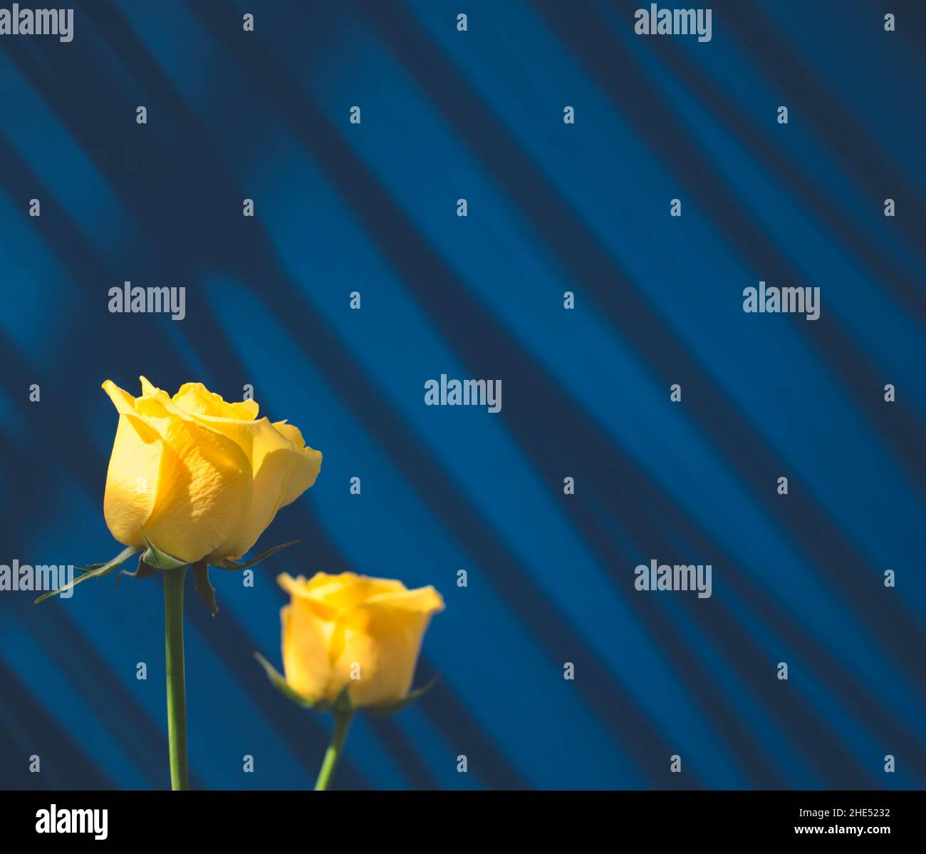 Goldene gelbe Rosen Komposition off-Center gegen Schlagschatten auf blaue Wand abstrakte Textur Hintergrund. Minimalistischer Vintage-Stil mit Platz für Design. Stockfoto