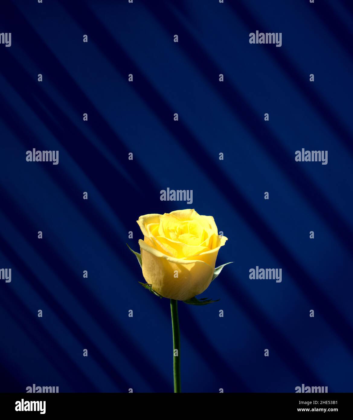 Gelbe Rose Blume mit natürlichem Licht gegen Drop Fenster Schatten auf dunkelblauen Wand abstrakte Textur Hintergrund mit freiem Raum. Minimal, schöne Kunst Stockfoto