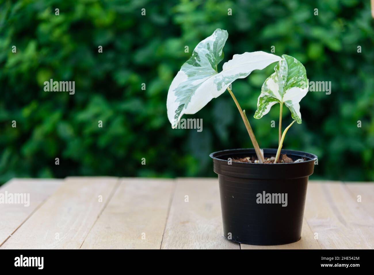 Syngonium podophyllum ist im Topf bunt Stockfoto