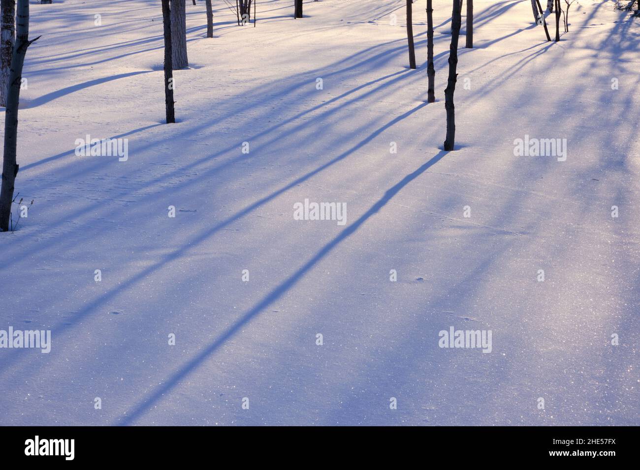 Winterlandschaft, Baumstämme werfen Schatten auf Schnee, beleuchtet von heller Sonne Stockfoto