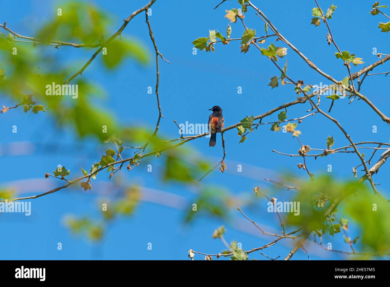 Orchard Oriole im Springtime Forest im Cuyahoga Valley National Park in Ohio Stockfoto