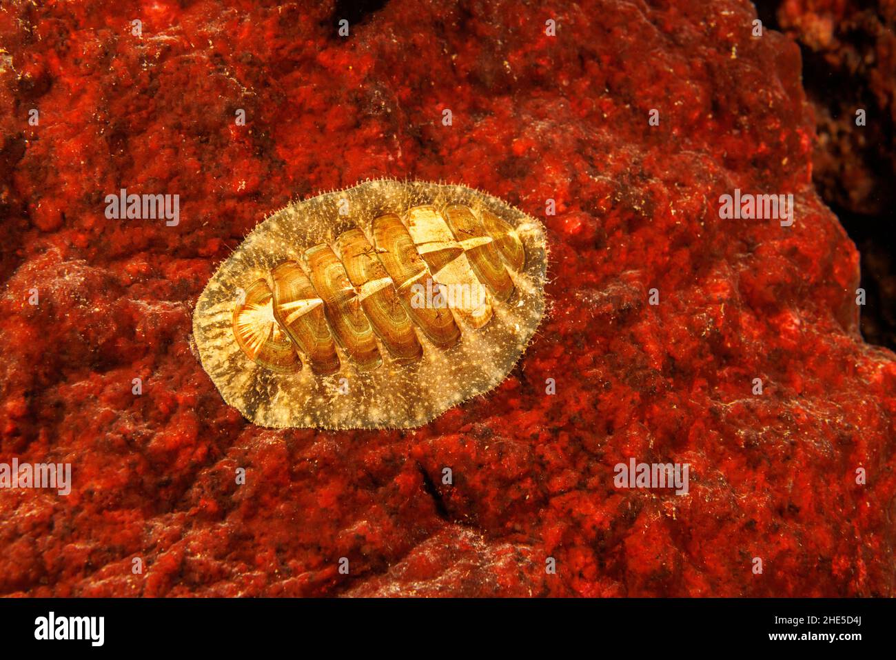 Der moosige Chiton, Mopolia muscosa, kann bis zu 4 Zoll lang sein, British Columbia, Kanada. Stockfoto