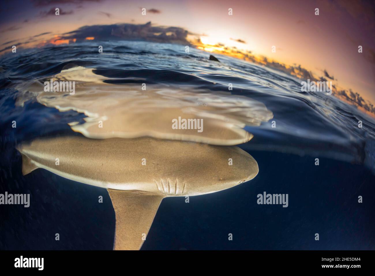 Der Blick sowohl unter Wasser als auch durch die Oberfläche über dem gleichen Schwarzspitzenriffhai, Carcharhinus melanopterus, bei Sonnenuntergang vor der Insel Yap, Mi Stockfoto