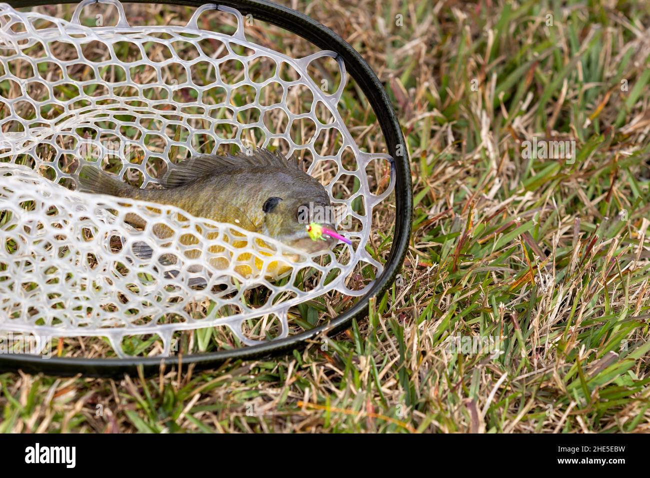 Brassen im Netz Stockfoto