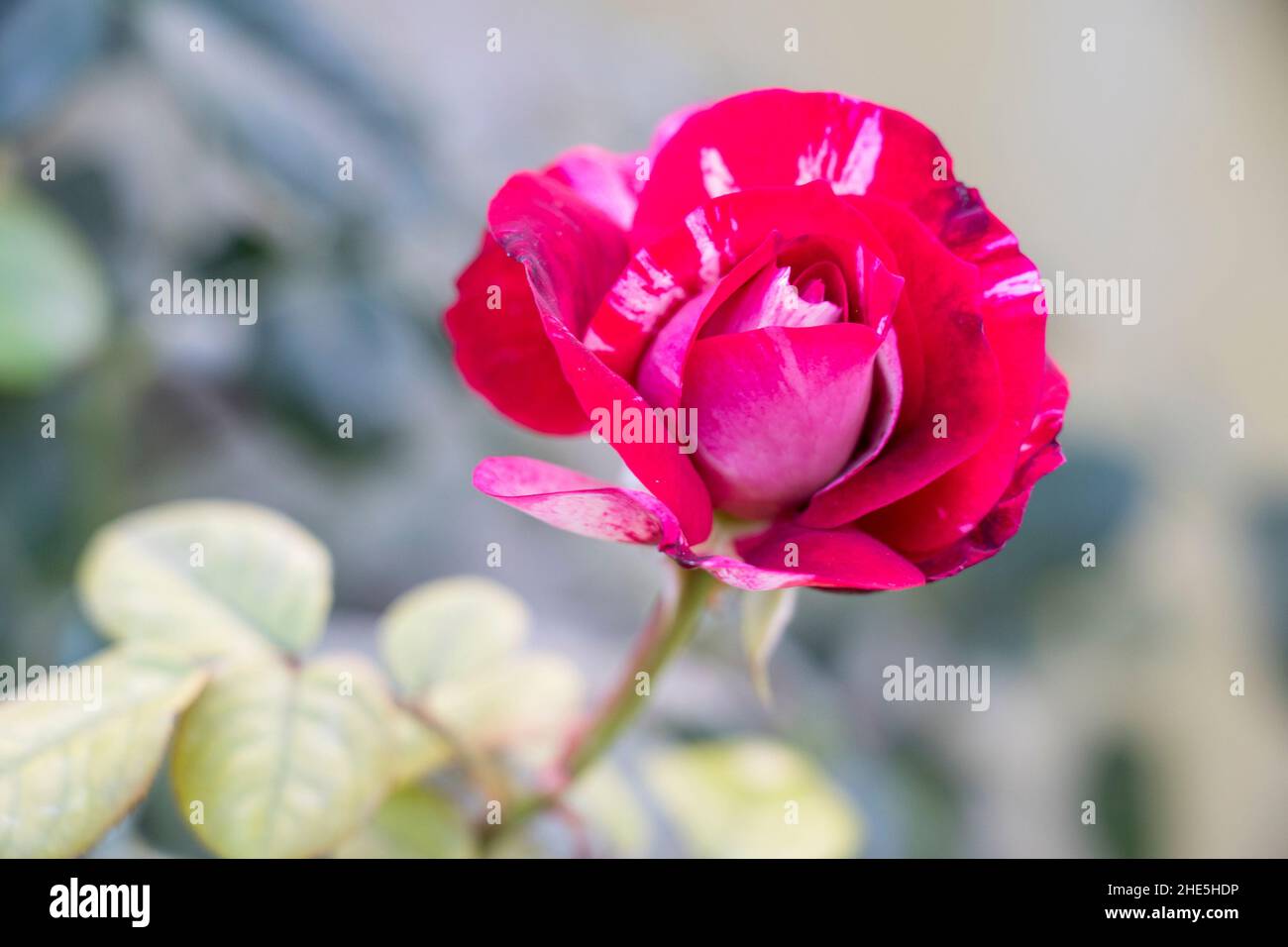 Bild der abradeten dabra-Rosenblüte Stockfoto