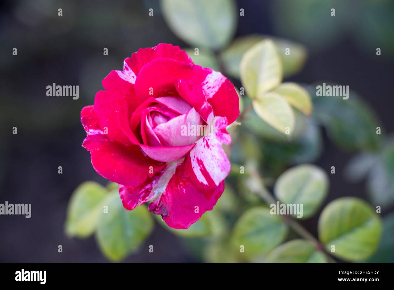 Bild der abradeten dabra-Rosenblüte Stockfoto