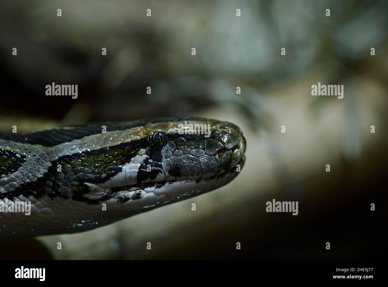 Indian Python - Python molurus, Portrait einer großen, nicht giftigen Schlange aus asiatischen Sümpfen und Sümpfen, Indien. Stockfoto