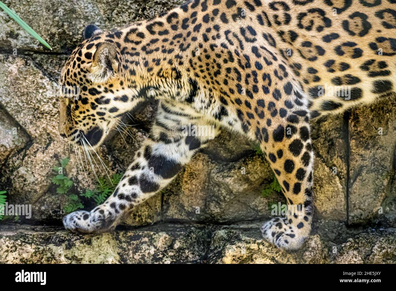 Majestic jaguar (Panthera onca), ein wunderschönes Raubtier aus Amerika, im Jacksonville Zoo and Gardens in Jacksonville, Florida. (USA) Stockfoto