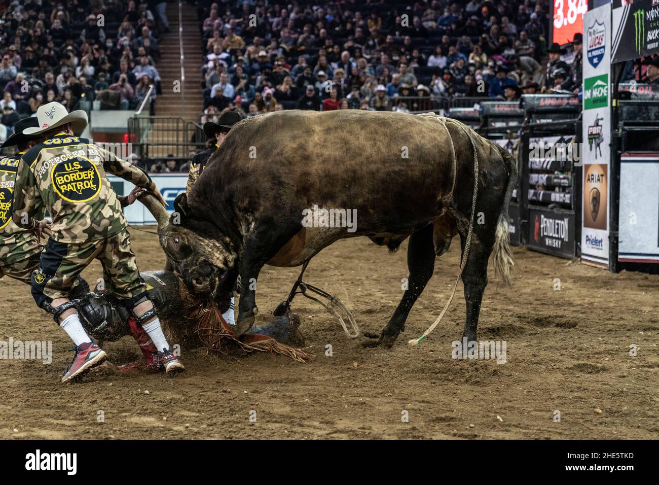 New York, NY - 8. Januar 2022: Silvano Alves von Pilar do Sul, Brasilien reitet während des 2nd. PBR-Tages auf einem Stier Unleash the Beast im Madison Square Garden Stockfoto