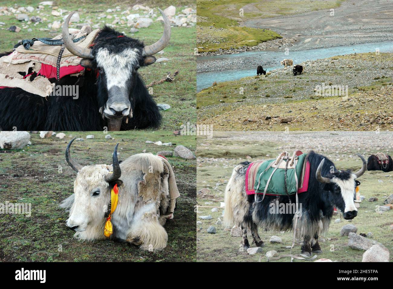 Stellen Sie Yak grasen Bilder im Tal in der Nähe des Mount Kailas, Tibet, China. Himalaya-Reisekonzept Stockfoto