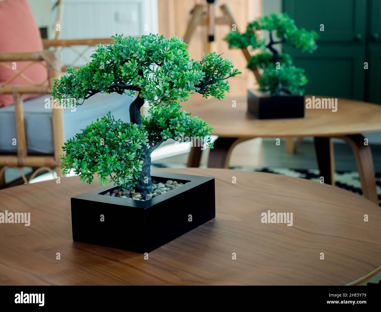 Schöner grüner Bonsai-Baum in schwarzem Würfeltopf, japanischer botanischer Miniaturpflanzenstil. Auf einem runden Holztisch im Wohnzimmer. Japanischer Bonsai Stockfoto