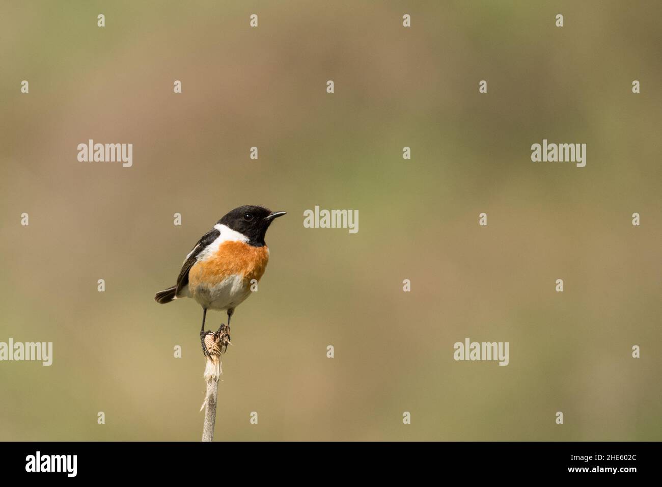 Atemberaubendes Vogelfoto. Sibirischer Steinechat / Saxicola maurus Stockfoto