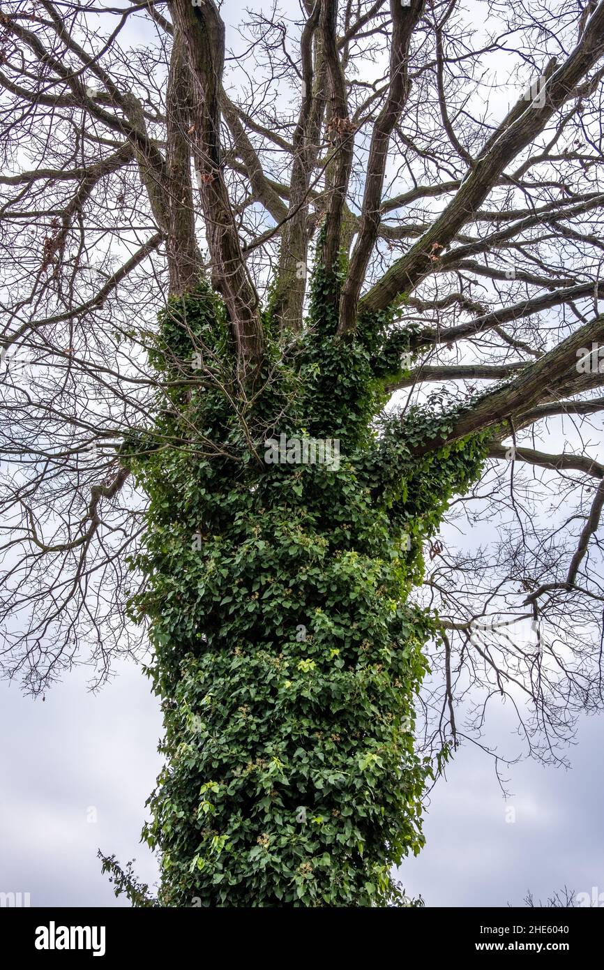 Vertikale Aufnahme eines grünen Baumstammes mit vielen verdrehten Ästen im Wald Stockfoto