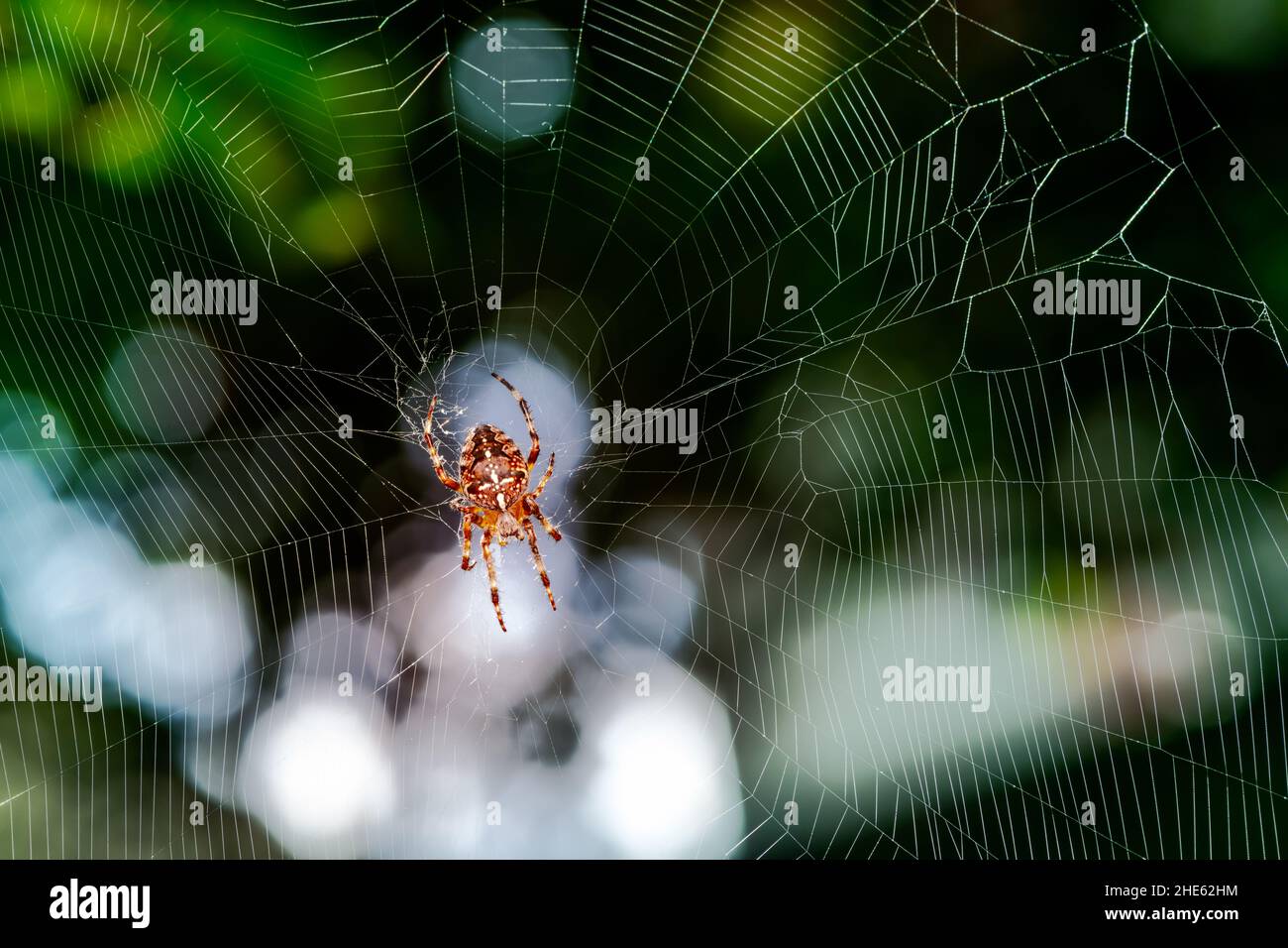 Makro einer Gartenspinne in ihrem Netz Stockfoto