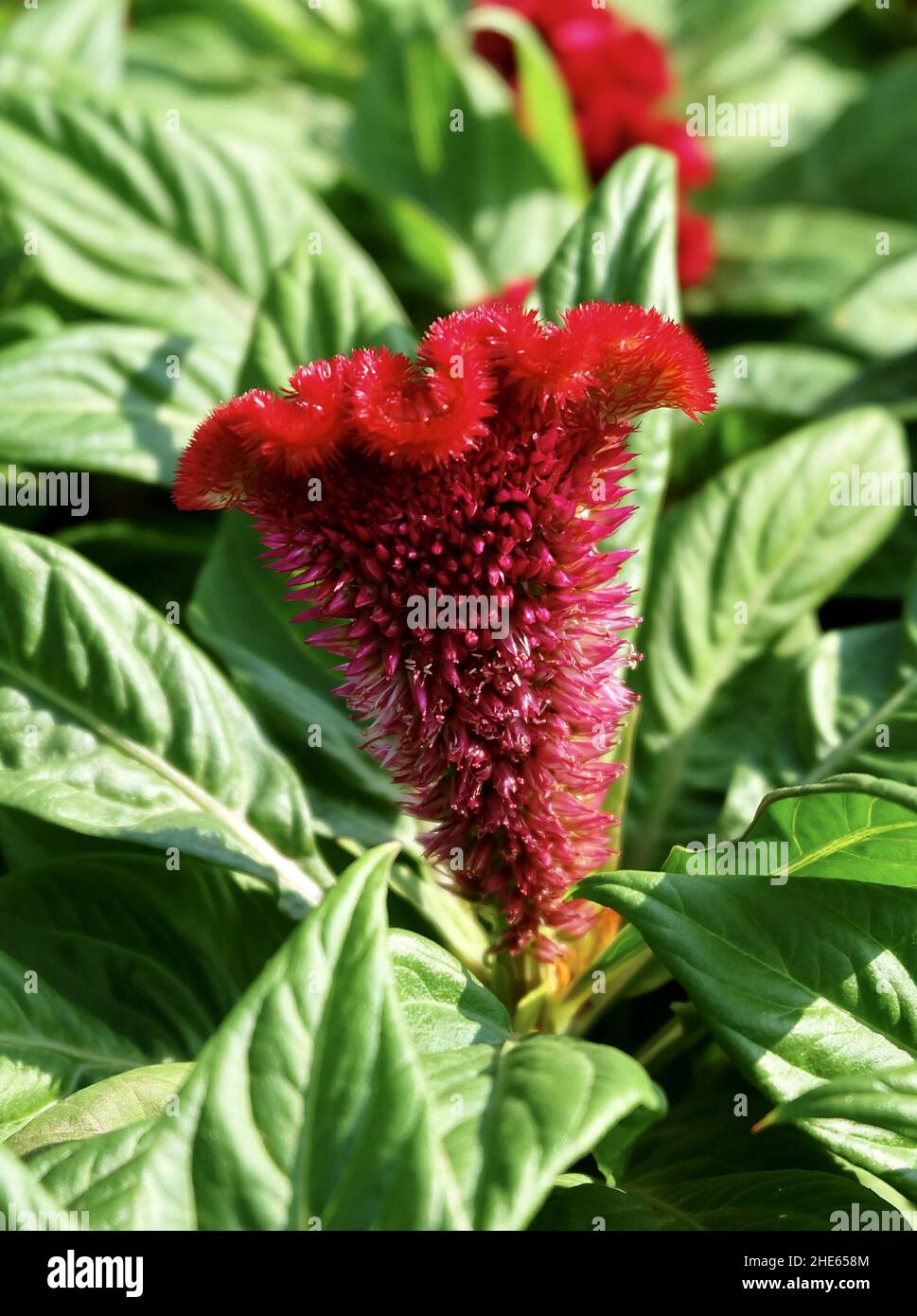 Schöne rote Cockscomb, Woolflowers oder Celosia Cristata Blumen. Eine Blume, die dem Kopf EINES Hahns ähnelt. Stockfoto