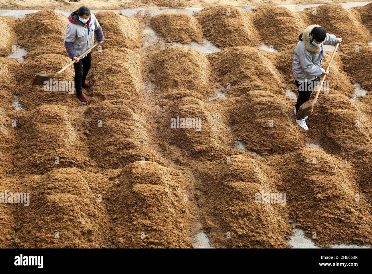 LIANYUNGANG, CHINA - 9. JANUAR 2022 - Arbeiter sonnen die Rohstoffe für die Essigherstellung in einer Essigfabrik in Lianyungang, dem ostchinesischen Jiangsu Stockfoto