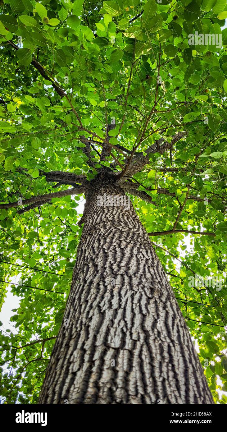 Hoher und schöner Baum in einem Park Stockfoto