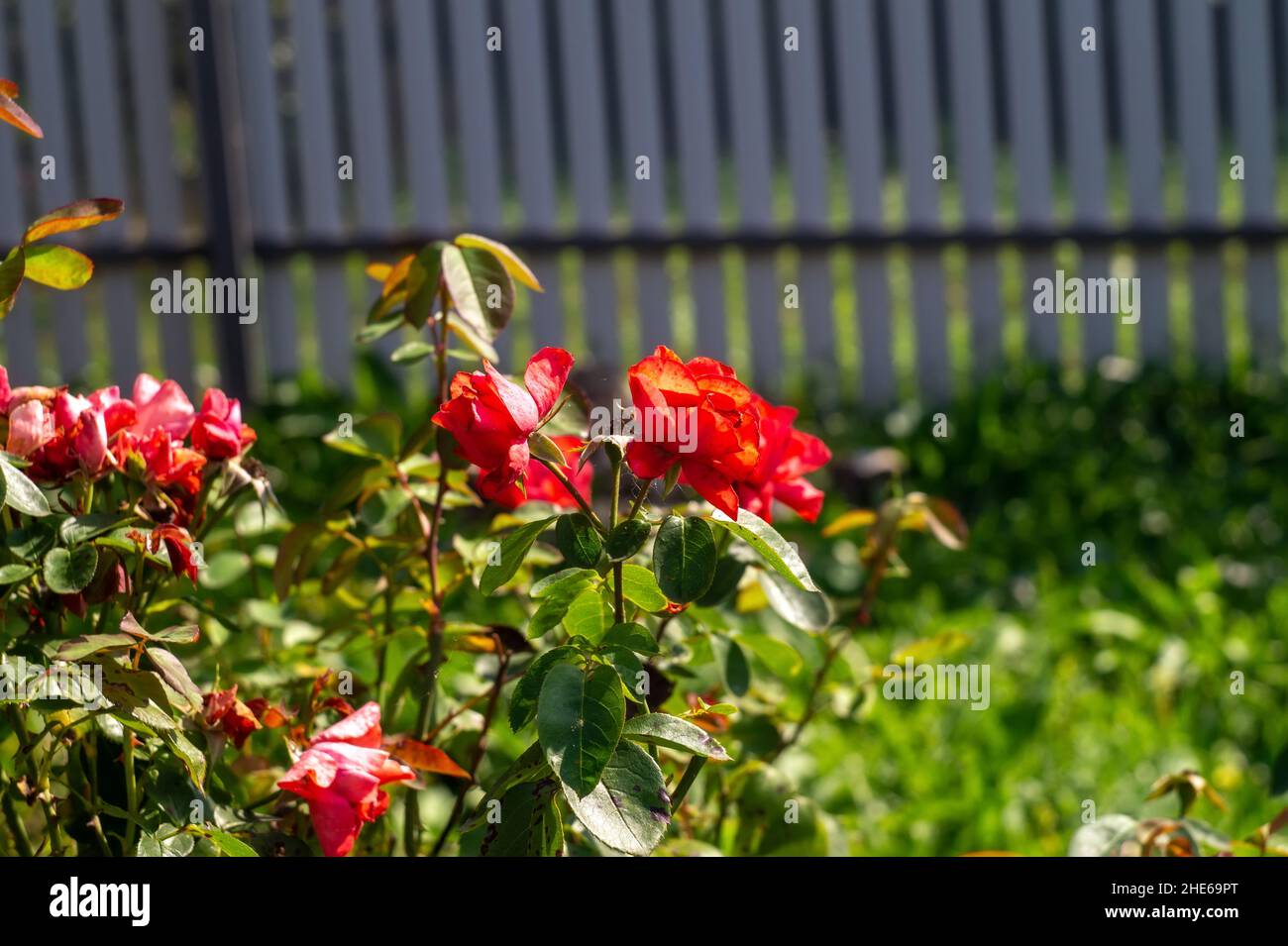 Fallende Rosenblätter auf die Büsche, im Garten Stockfoto