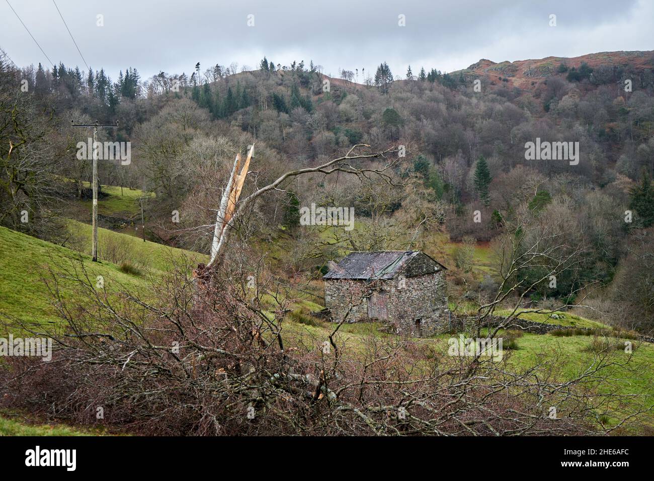 Baumschaden durch Sturm Arwen, Cumbria, England, Großbritannien Stockfoto