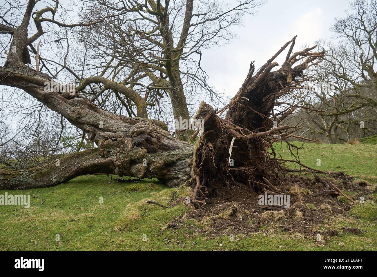 Entwurzelter großer Baum mit Wurzeln, die von Storm Arwen, Cumbria, England, Großbritannien, überweht wurden Stockfoto