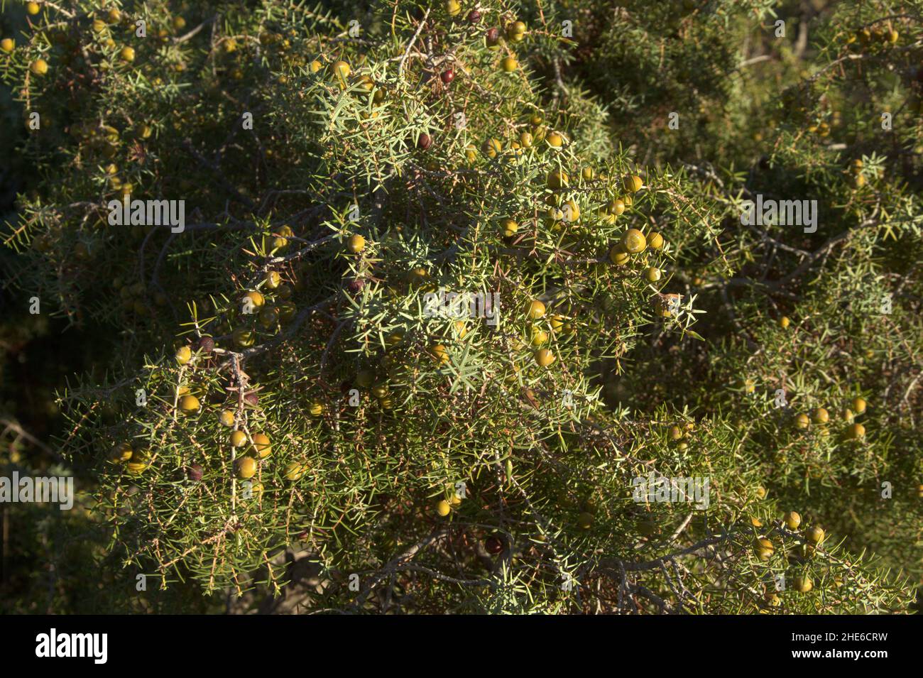 Flora von Gran Canaria - Juniperus communis, der gemeinsame wacholder, natürlicher floraler Hintergrund Stockfoto