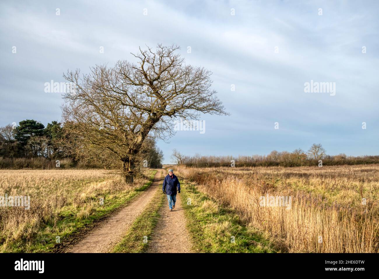 Frau, die an einem schönen Wintertag auf dem Land in Ken Hill in Norfolk spazieren geht. Stockfoto