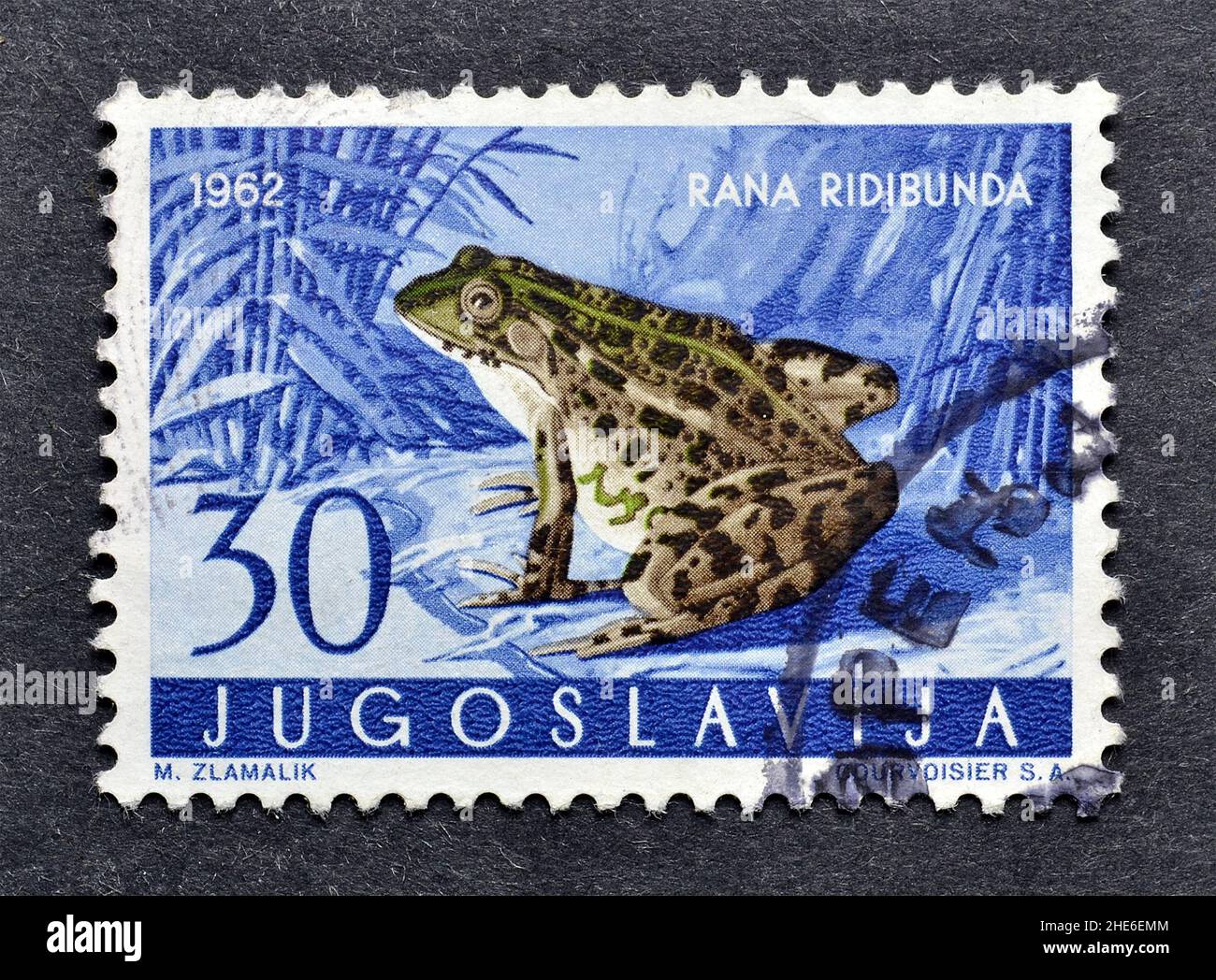Abgesagte Briefmarke gedruckt von Jugoslawien, die Levant Water Frog (Rana ridibunda) zeigt, um 1962. Stockfoto