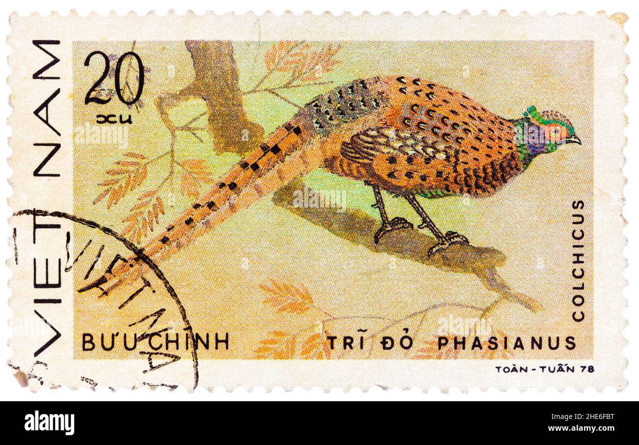 In Vietnam gedruckte Briefmarke zeigt Phasianus colchicus oder gewöhnlicher Fasan, Serie gewidmet den Ziervögeln Stockfoto