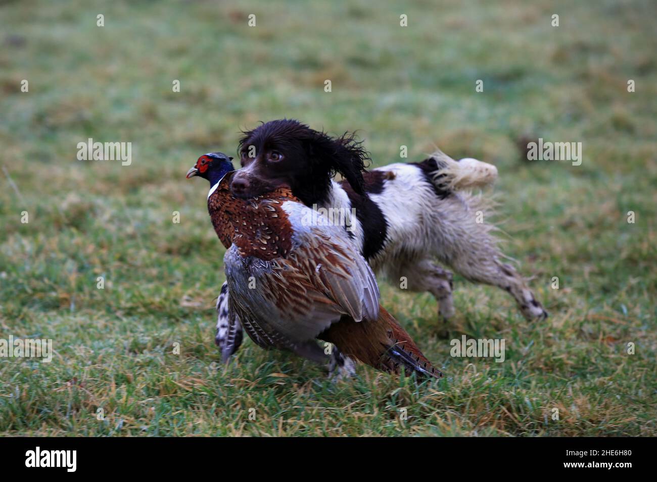 Ein junger Springer-Spaniel-Gun-Hund, der in einer Herbstszene in Northumberland, England, einen kürzlich geschossenen Phasanten auffindet Stockfoto