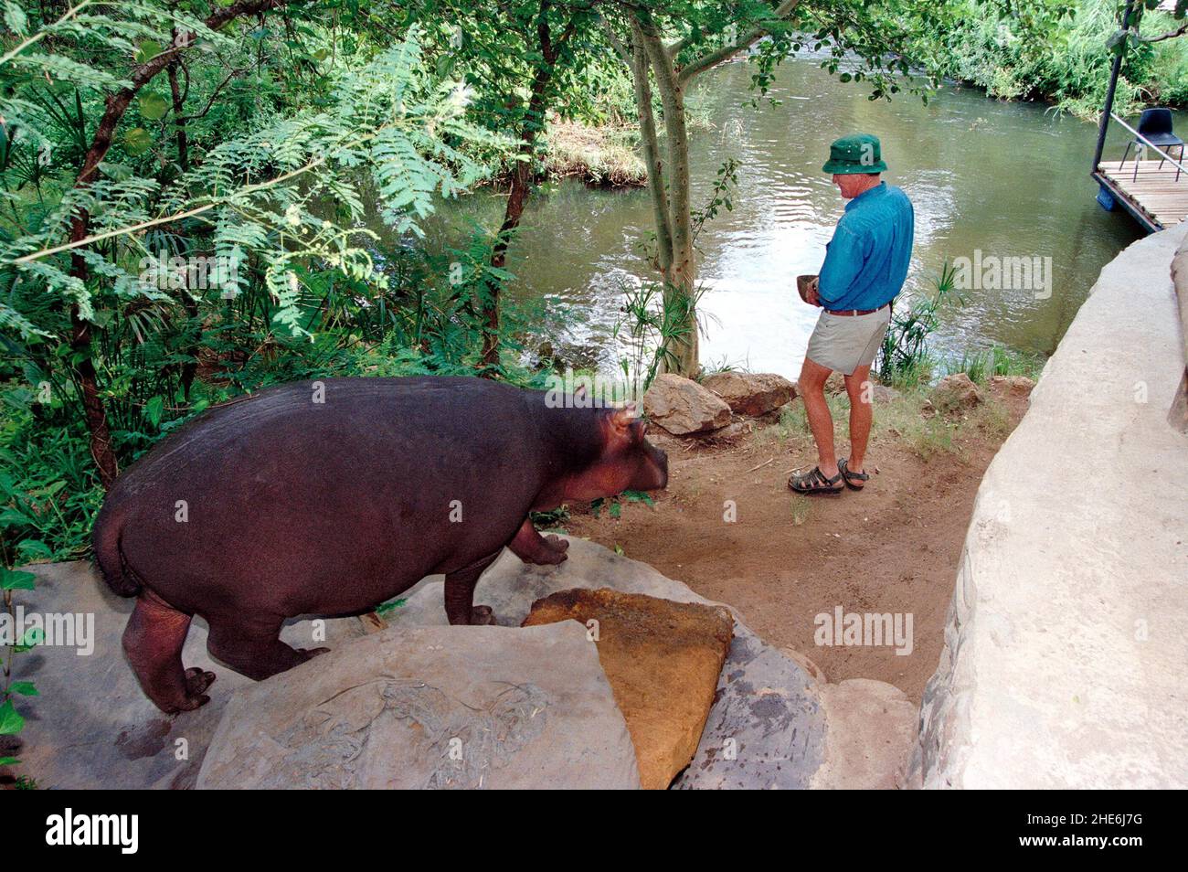 JESS THE HIPPO DAS EINZIGE ZAHME HIPPO DER WELT, DAS VON TONY UND ELSA JOUBERT AUFGEZOGEN WURDE, NACHDEM SIE AUFGRUND VON ÜBERSCHWEMMUNGEN VERLASSEN AM FLUSSRAND GEFUNDEN WURDE. SÜDAFRIKA. DAS BILD ZEIGT, WIE JESS TONY ZUM SCHWIMMEN VOR TONY'S HAUS FOLGT. BILD: GARY ROBERTS Stockfoto