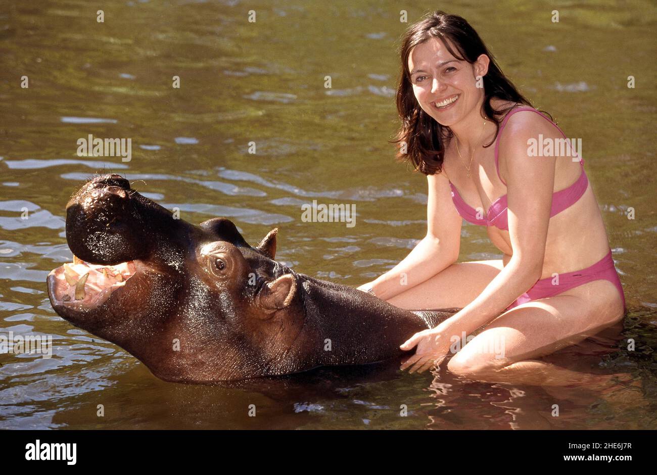 JESS THE HIPPO DAS EINZIGE ZAHME HIPPO DER WELT, DAS VON TONY UND ELSA JOUBERT AUFGEZOGEN WURDE, NACHDEM SIE AUFGRUND VON ÜBERSCHWEMMUNGEN VERLASSEN AM FLUSSRAND GEFUNDEN WURDE. SÜDAFRIKA. BILD: GARY ROBERTS Stockfoto