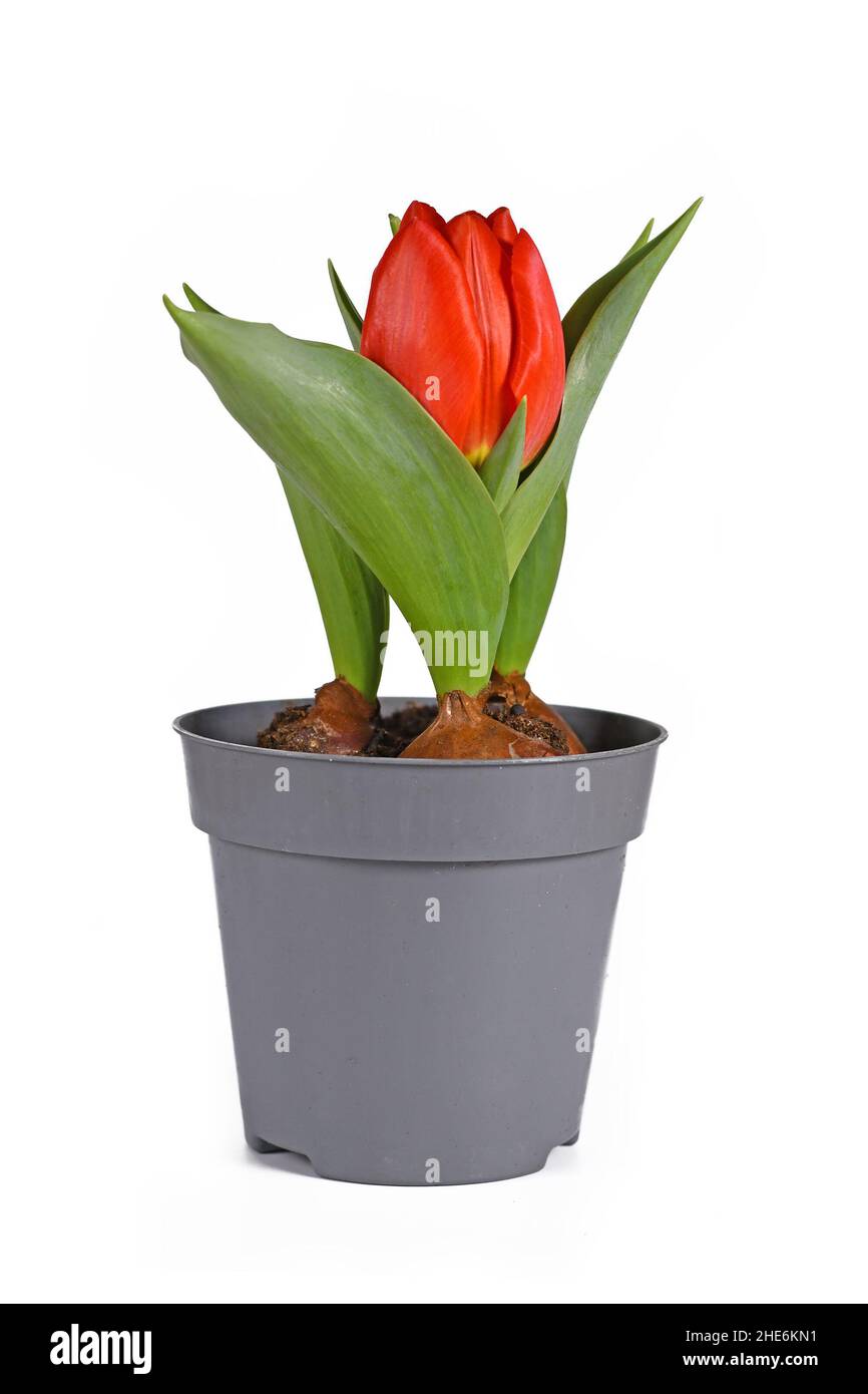 Kleine rote Tulpe 'Tulipa Red Paradise' in Blumentopf auf weißem Hintergrund Stockfoto
