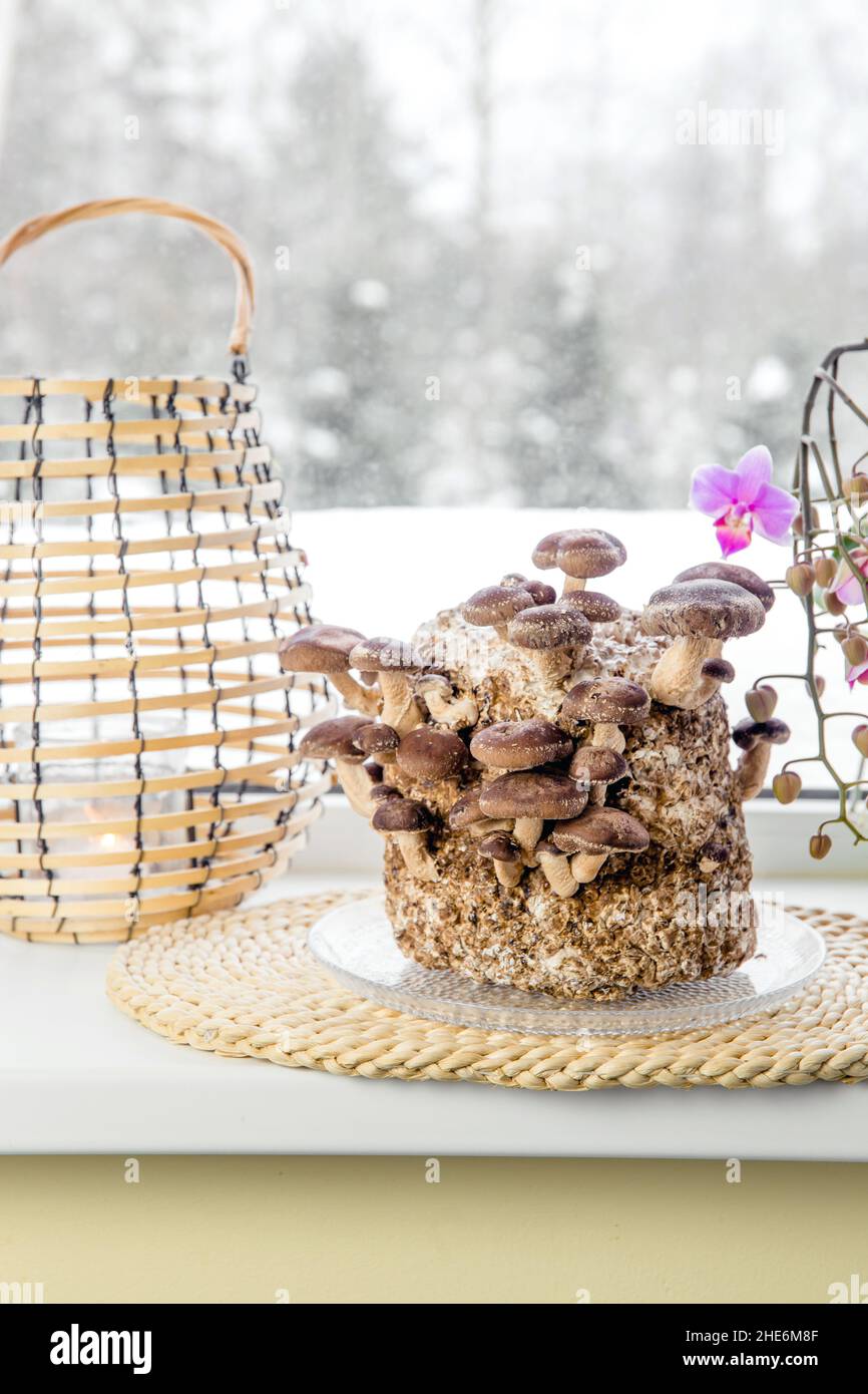 Shiitake Pilze, Lentinula edodes Anbaukit in der Wohnküche auf Fensterbank, Fungikultur. Spaß Hobby Anbau von Lebensmitteln in zu Hause. Stockfoto