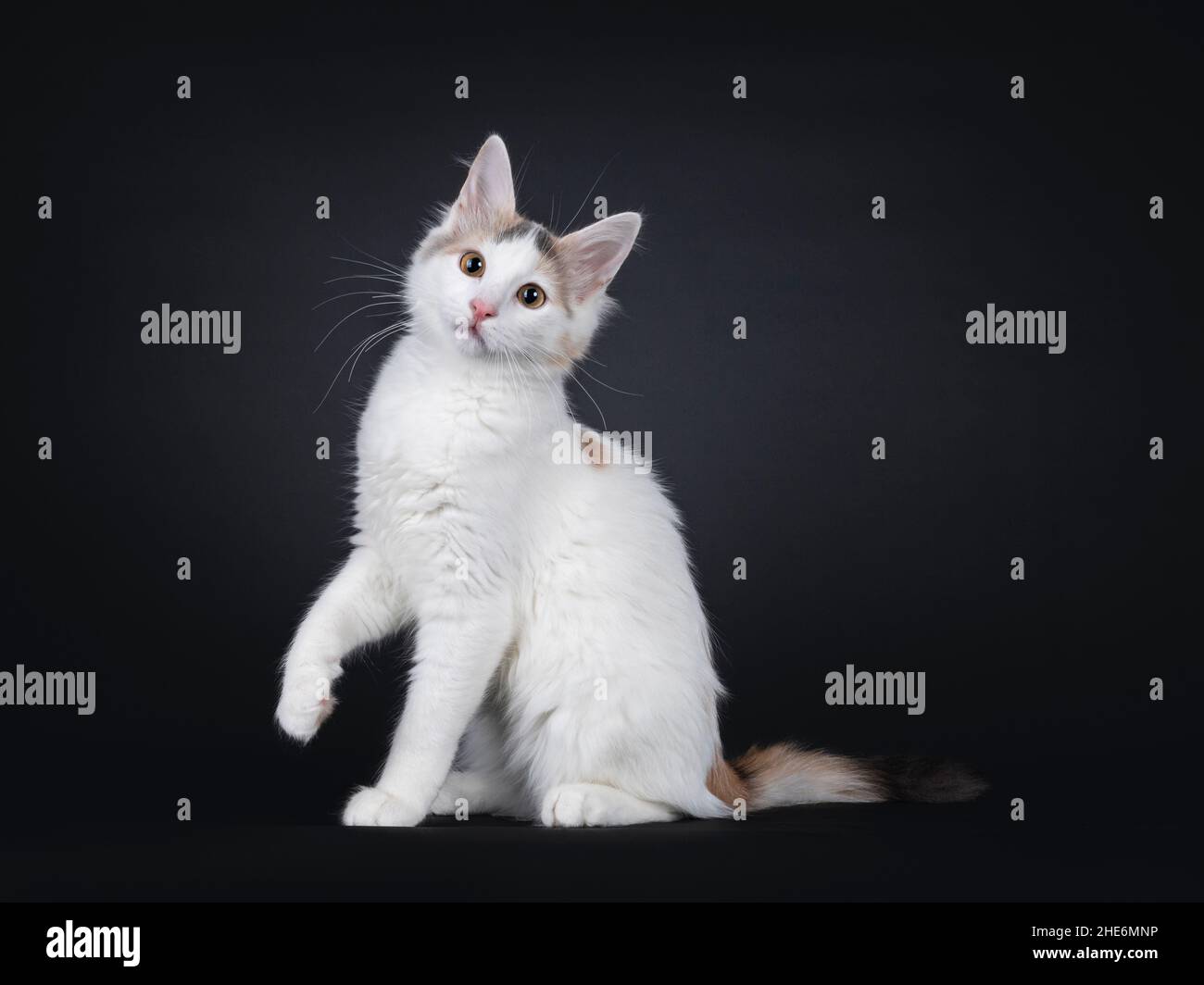 Neugierige seltene Rasse Türkisch Van Katze Kätzchen sitzen Seite Wege. Eine Pfote verspielt angehoben. Blick auf die Kamera. Isoliert auf einem durchgehend schwarzen Hintergrund. Stockfoto