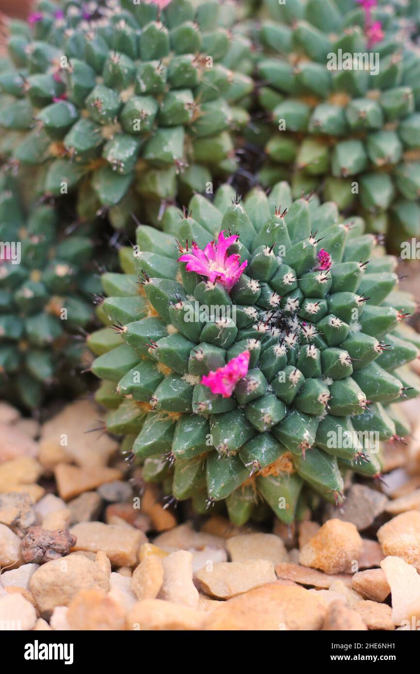 Schöne rosa Kaktus Wüstenblume wächst in der trockenen Umgebung. Stockfoto