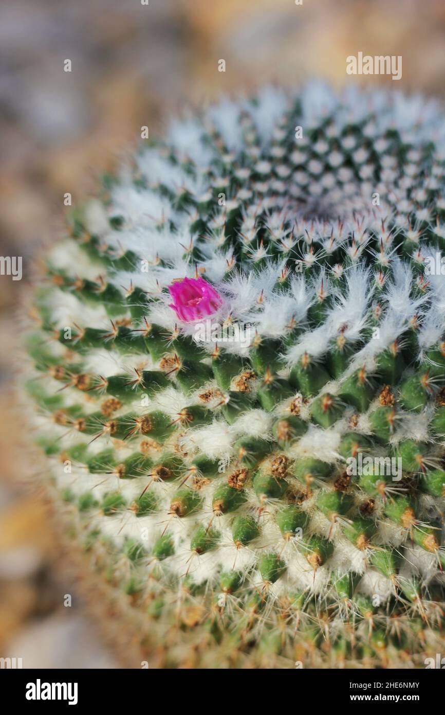 Schöne rosa Kaktus Wüstenblume wächst in der trockenen Umgebung. Stockfoto
