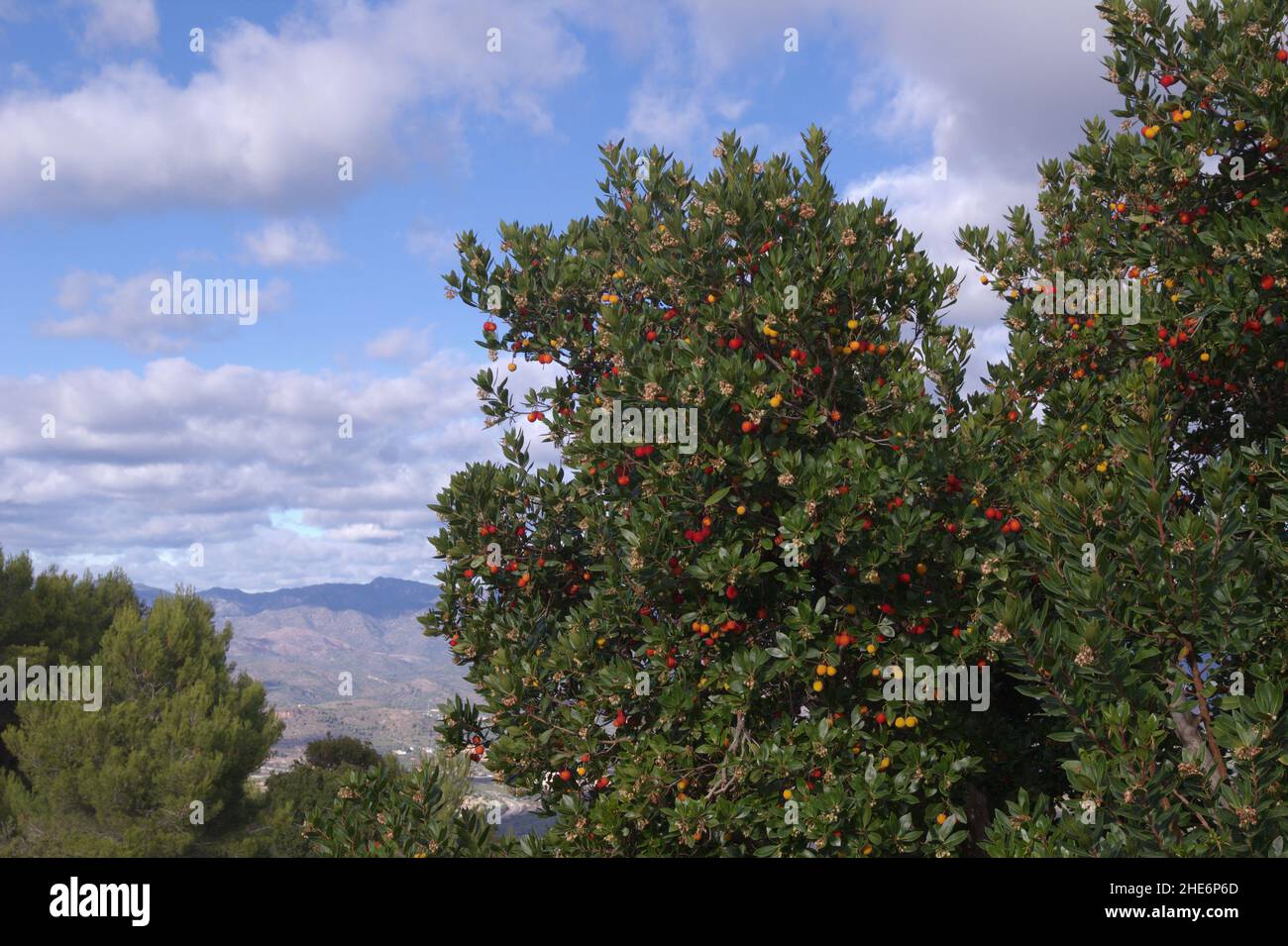 Flora von Spanien - Arbutus unedo, Erdbeerbaum, fruchtig und blühend zugleich Stockfoto