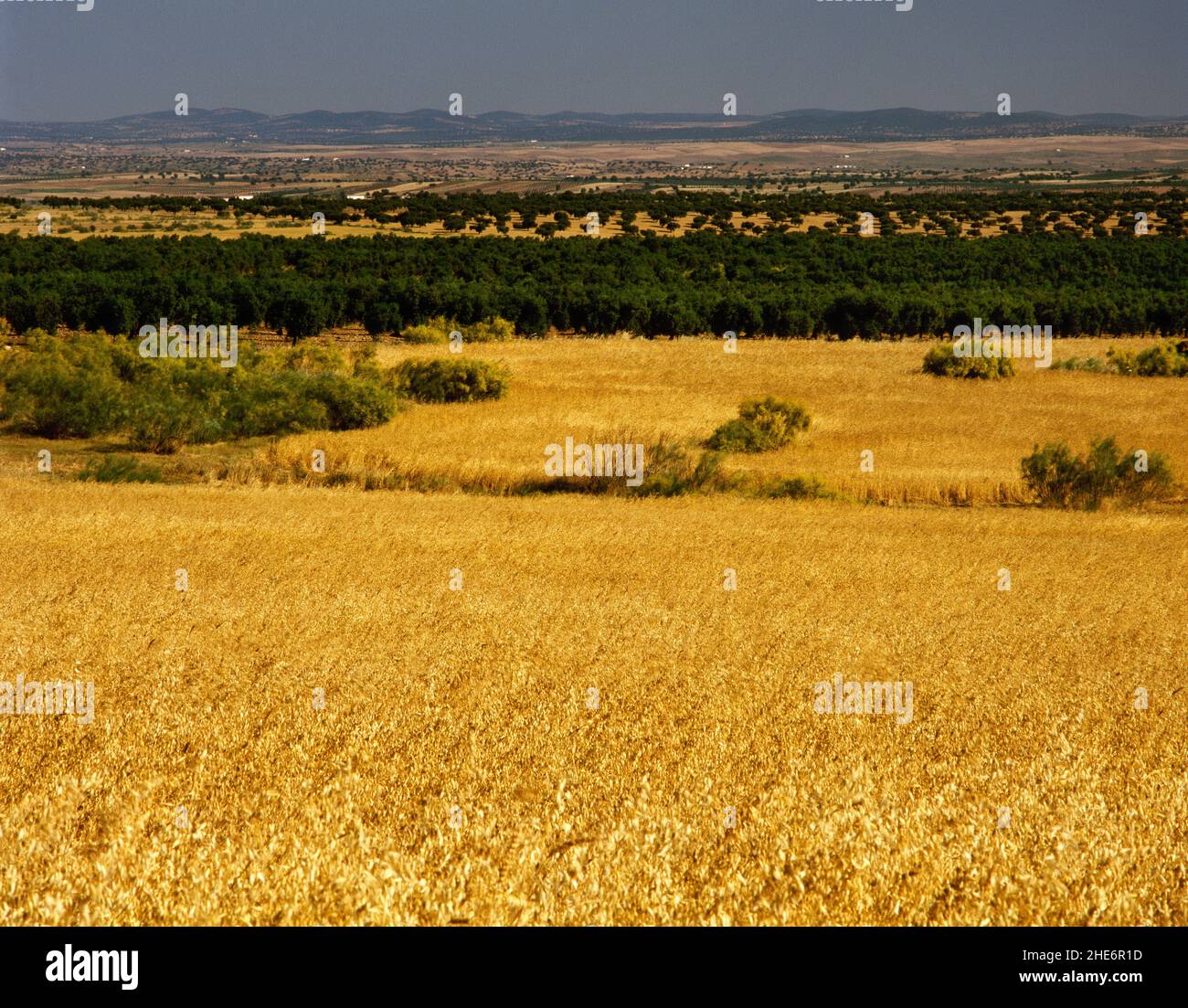 Spanien, Extremadura, Provinz Badajoz, Region La Serena. Landschaft des Valle de la Serena in der Umgebung von La Nava. Stockfoto